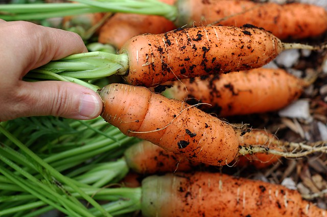 Nantes carrots from the garden by Eve Fox, the Garden of Eating, copyright 2015
