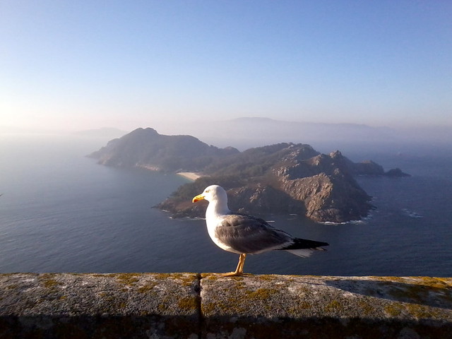 Seagull in Cies Islands / Gaivota nas Illas Cíes