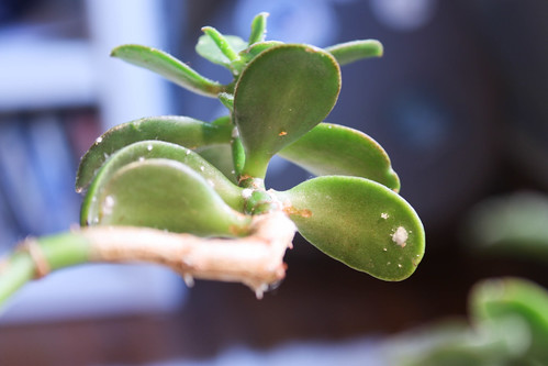 Jade Plant Mealy Bug Infestation