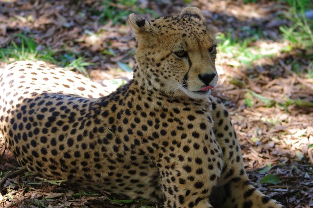 Cheetah up close Eastern Cape-South Africa