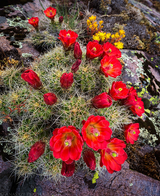 Claret Cups in the Mountains