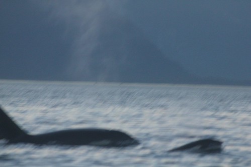 Orcas in Howe Sound