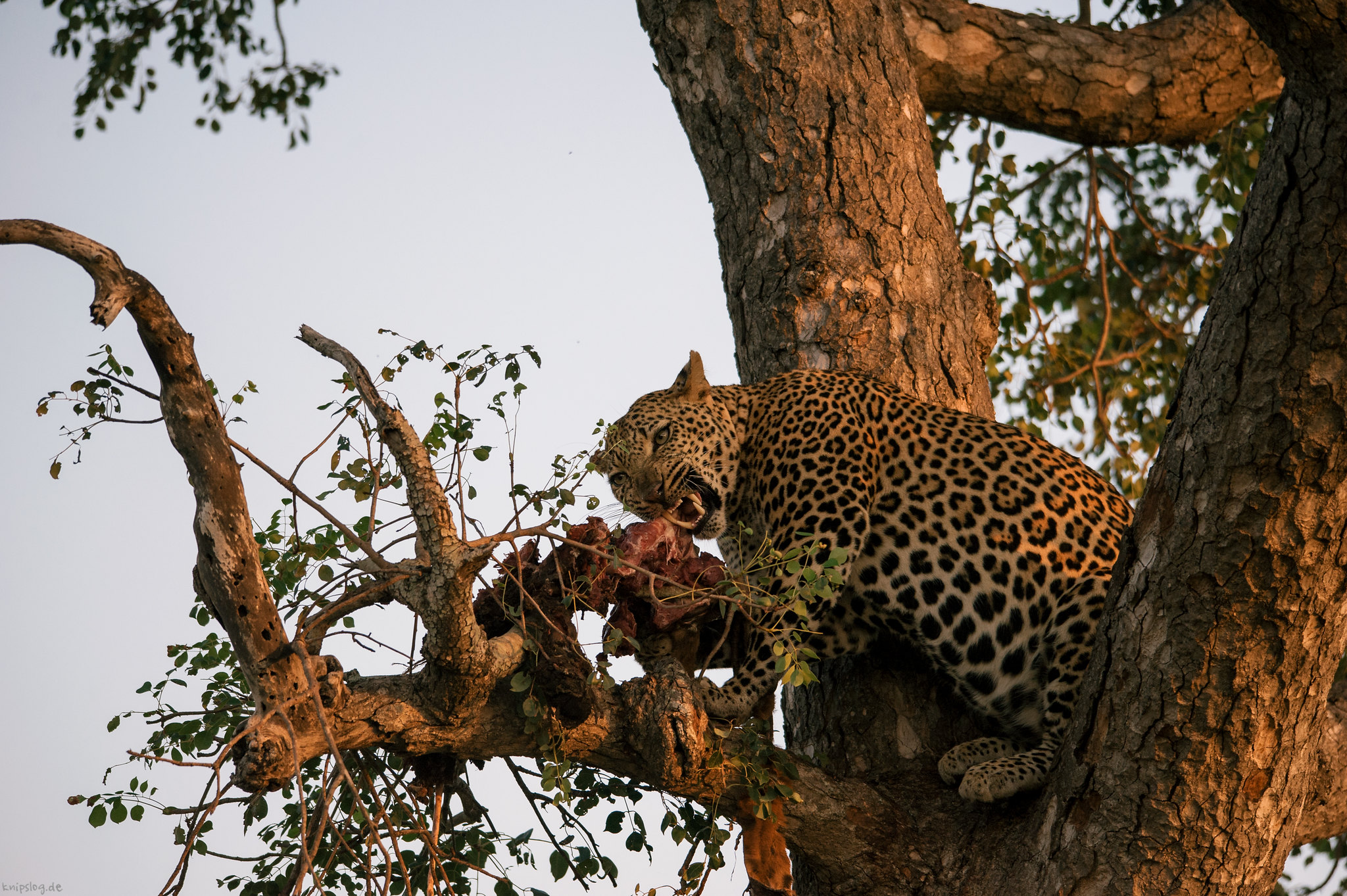 Leopard eat an impala