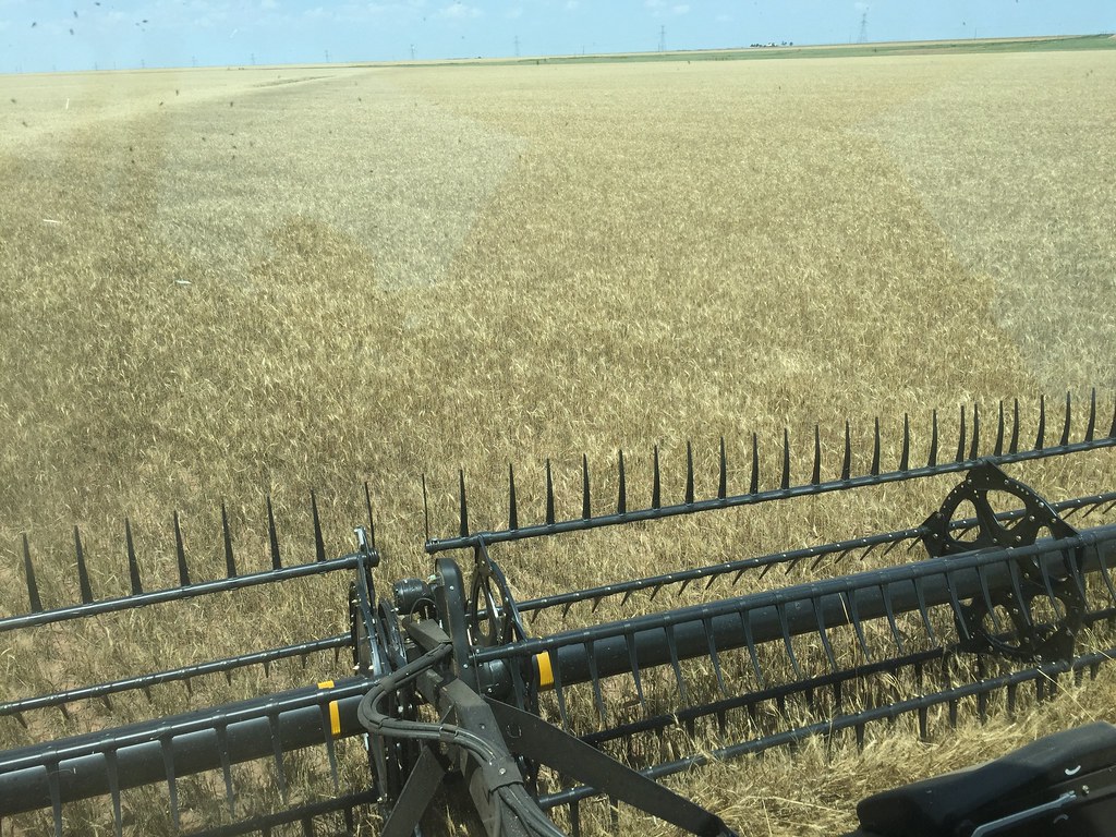 Z Crew: This is what it looks like when you're cutting wheat.