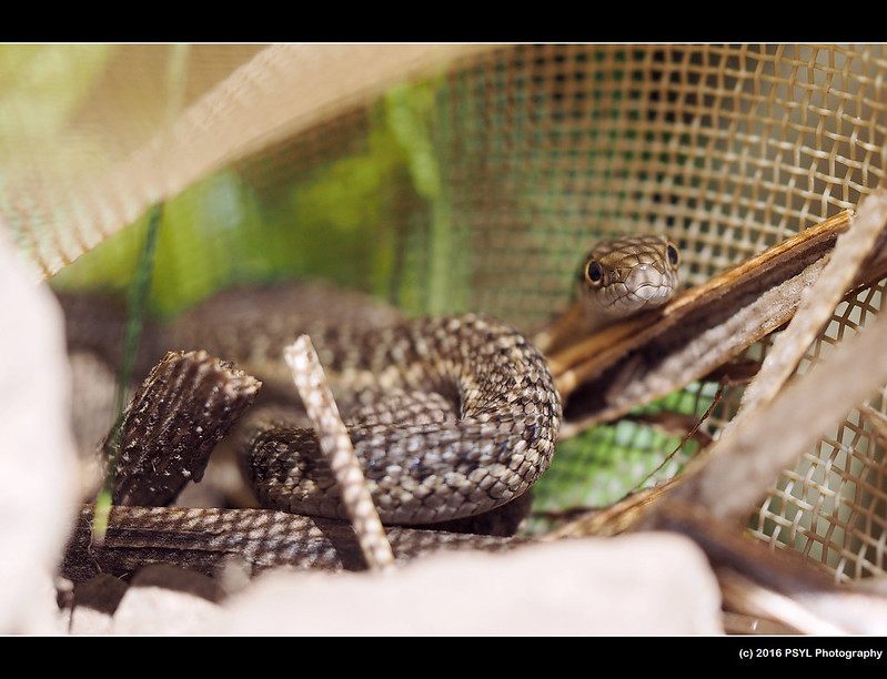 Western terrestrial garter snake (Thamnophis elegans)