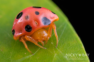 Ladybird-Mimic Spider (Paraplectana sp.) - DSC_8308