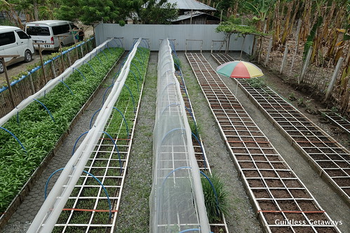 square-foot-farming.jpg