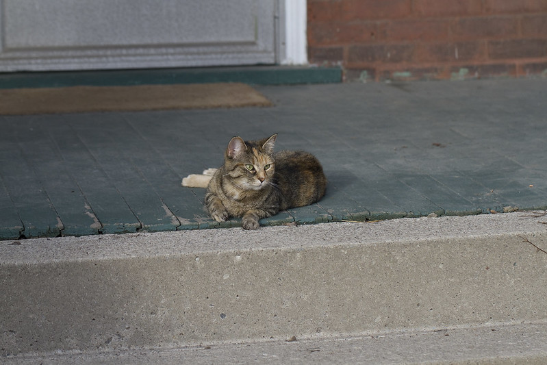 front porch kitty
