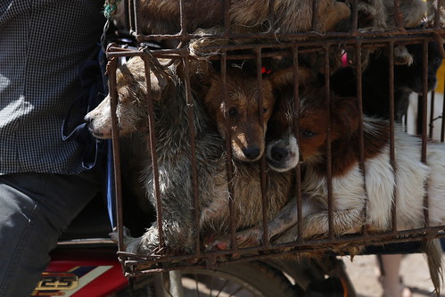 China's Yulin dog meat festival - what we know