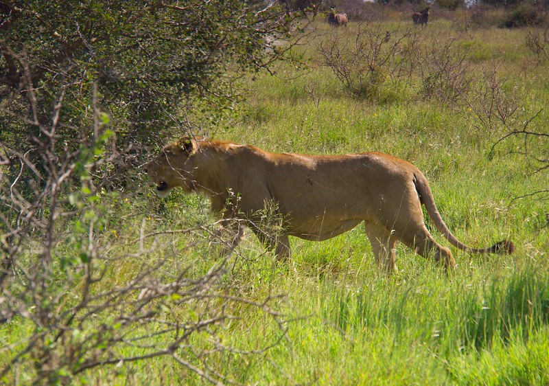KRUGER: Persiguiendo leones. Morning Walk en Satara y atardecer en Olifants - Por el norte de SUDÁFRICA. Montañas, playas, fauna y sus gentes (12)