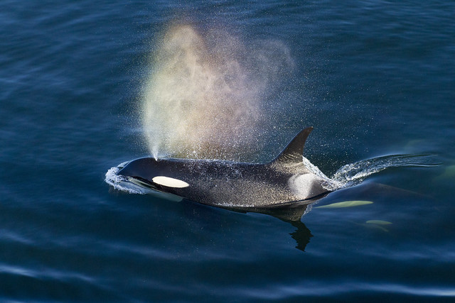 photo of orca in the ocean