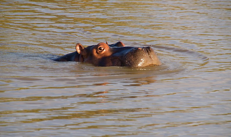 Por el norte de SUDÁFRICA. Montañas, playas, fauna y sus gentes - Blogs de Sudáfrica - Hipopótamos en Santa Lucía: PN iSimangaliso Westland Park (18)