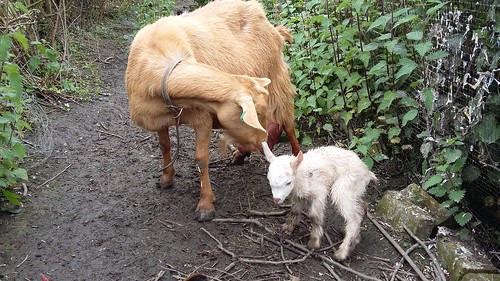 goat kids June 16 (28)