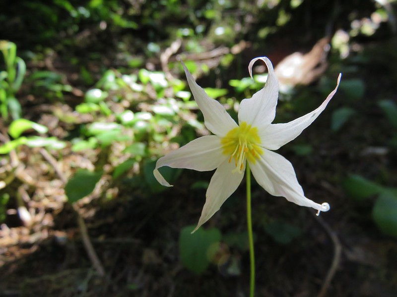 Avalanche lily