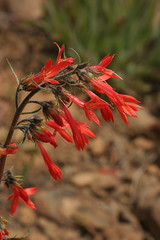 Scarlet Gilia - Ipomopsis aggregata