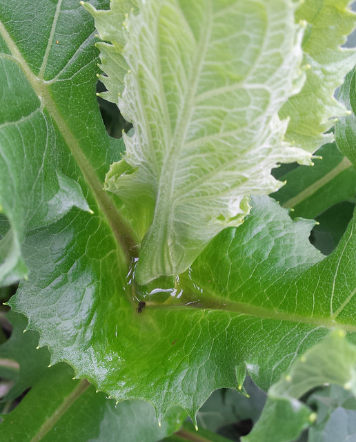 closeup of the large toothed leaves that are joined at the middle to form a cup, which has a little water