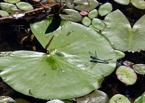 Dragon fly on lily pad