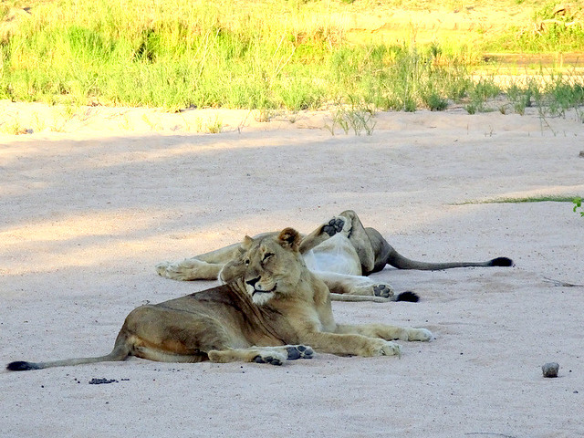 Lion Sands Safari Day 2- Female Lion at the Sabie River