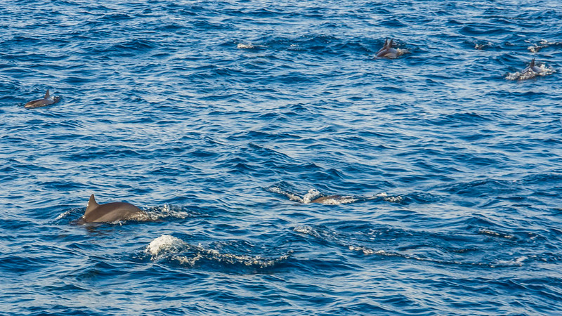 P4253638 Vagamundos 16 Mirissa avistamiento ballenas
