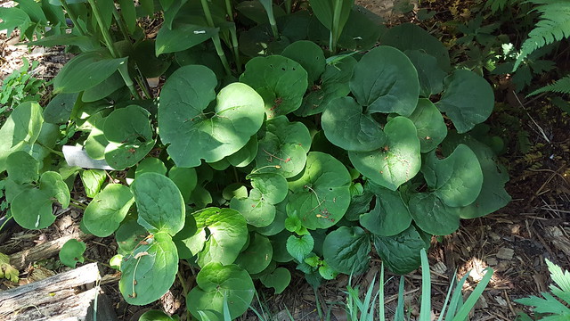 Asarum canadense, wild ginger, growing in my urban backyard native plant garden and wildlife habitat, May 2016