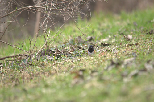 Spotted Towhee (possible)