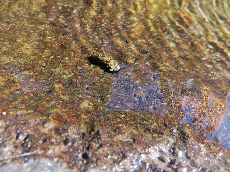 Bug in the South Santiam River