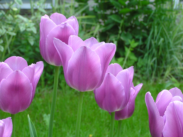 Tulipa cv.