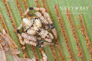 Orb Weaver Spider (Eriovixia sp.) - DSC_2891