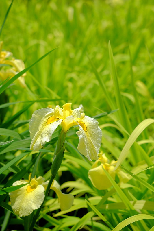 Iris 花菖蒲