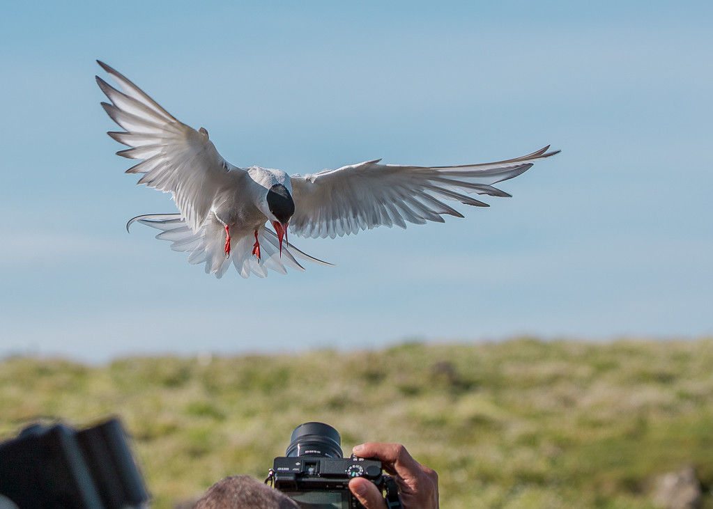 Arctic Tern    Isle of May,Scotland 2016