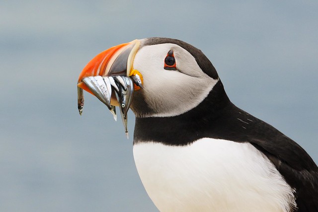 Puffin with its catch of sand eels