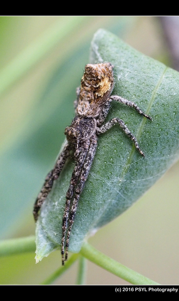 Unknown spider on Mertensia brachyloba