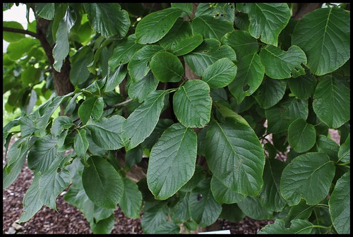 Ehretia macrophylla -Cabrillet à grandes feuilles (3)
