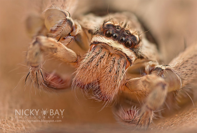 Huntsman Spider (Heteropoda sp.) - DSC_2987
