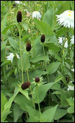 Rudbeckia occidentalis 'Black Beauty' (2)