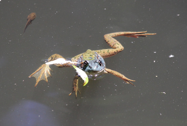 Blue-in-the-Face Frog+Tadpole