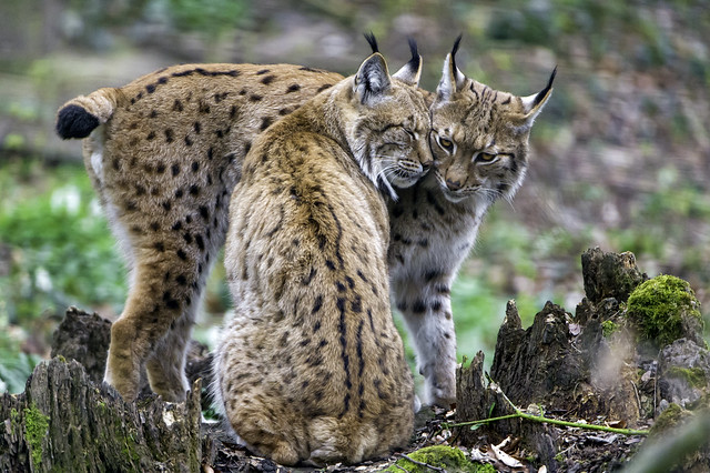 The two lynxes showing love II