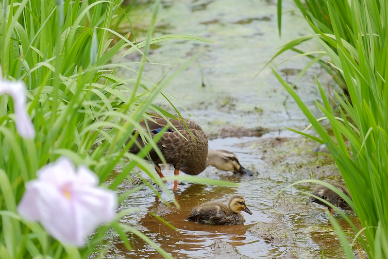 parent-child ducks