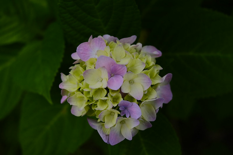 紫陽花 hydrangea