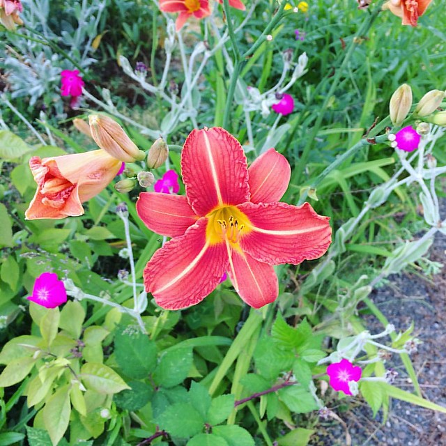 Pretty lily in my neighbor's yard.