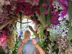 orchid tunnel