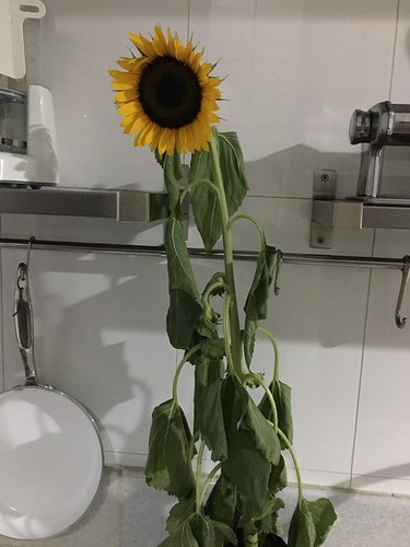 sunflower is wilting