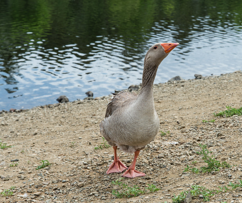 George the Goose Gives Evil Eye