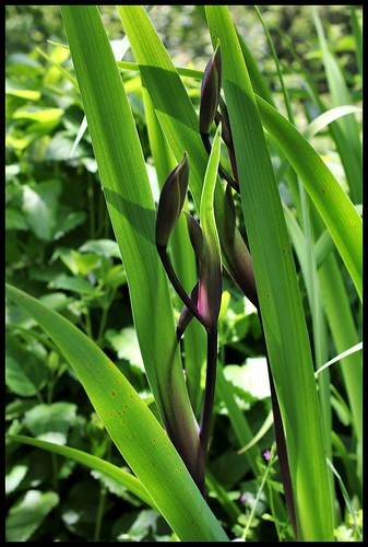 Iris  x robusta