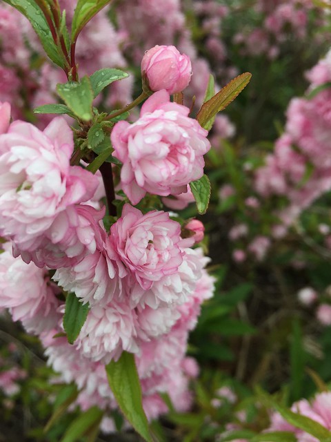 Dwarf Flowering Almond