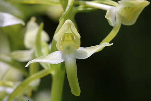 Greater Butterfly Orchid Platanthera chlorantha