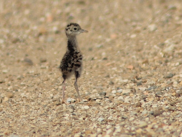 Upland Sandpiper chick 20160618