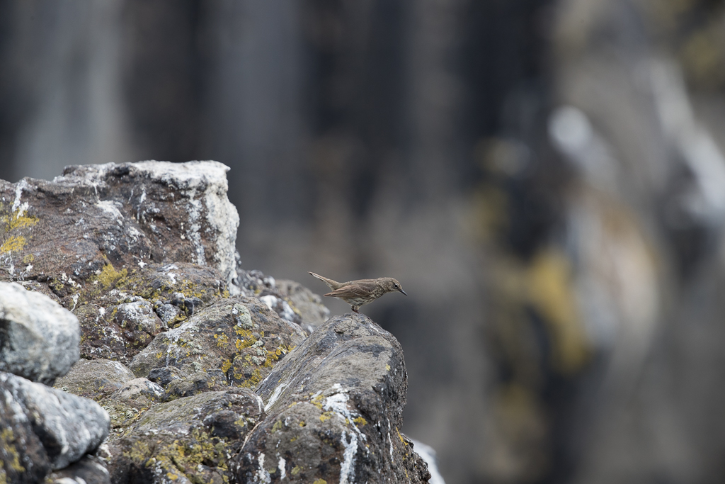 Rock Pipit Isle of May,Scotland 2016