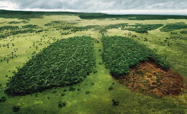 0001-Deforestation