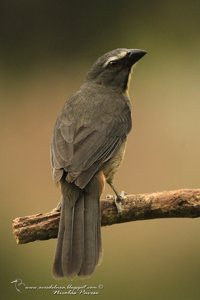 Pepitero gris (Grayish Saltator) Saltator coerulescens
